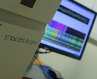 ABI3700 sequencing